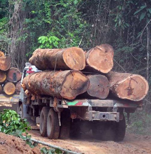 U.S., Vietnam reach agreement on illegally harvested timber