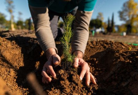 Fusion Designs plants more than 7,000 trees through One Tree Planted initiative